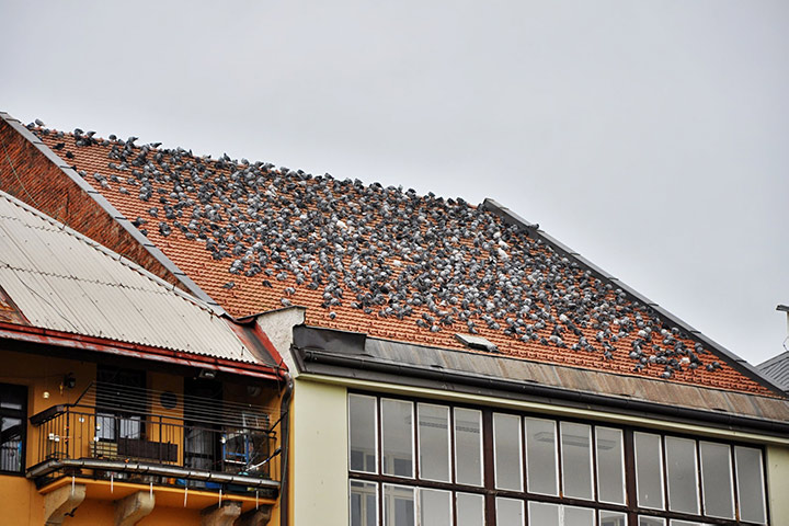 A2B Pest Control are able to install spikes to deter birds from roofs in Stratford Upon Avon. 