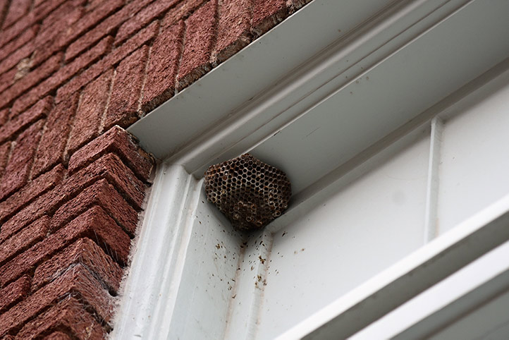 We provide a wasp nest removal service for domestic and commercial properties in Stratford Upon Avon.